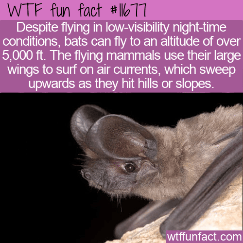 WTF Fun Fact - Bats At Altitude