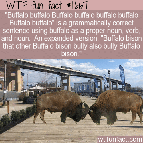WTF Fun Fact - Buffalo buffalo Buffalo buffalo buffalo buffalo Buffalo buffalo
