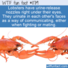WTF Fun Fact – Lobsters Communicate With Urine