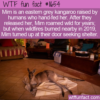 WTF Fun Fact – Mim The Prodigal Kangaroo