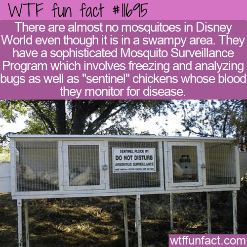 WTF Fun Fact - Mosquito Free Disney World