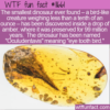 WTF Fun Fact – Oculudentavis