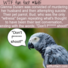 WTF Fun Fact – Pet Parrot Only Witness To Gruesome Event