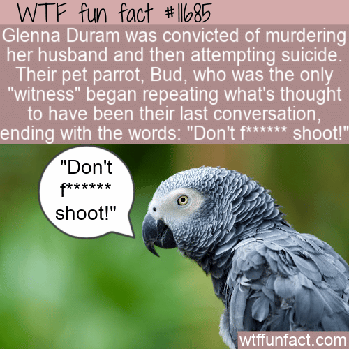 WTF Fun Fact - Pet Parrot Only Witness To Gruesome Event