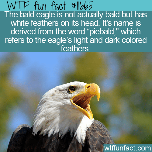 WTF Fun Fact - Pie-Bald Eagle