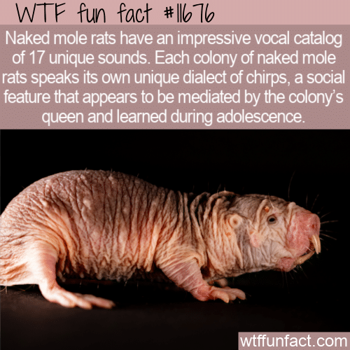 WTF Fun Fact - Vociferous Naked Mole Rats