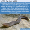 WTF Fun Fact – African Lungfish