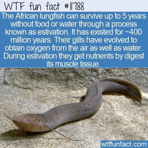 WTF Fun Fact - African Lungfish