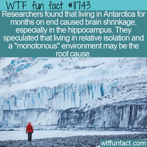 WTF Fun Fact - Antarctica Shrinks Your Brain