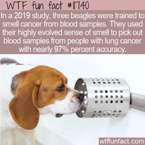 WTF Fun Fact - Beagles Can Smell Cancer