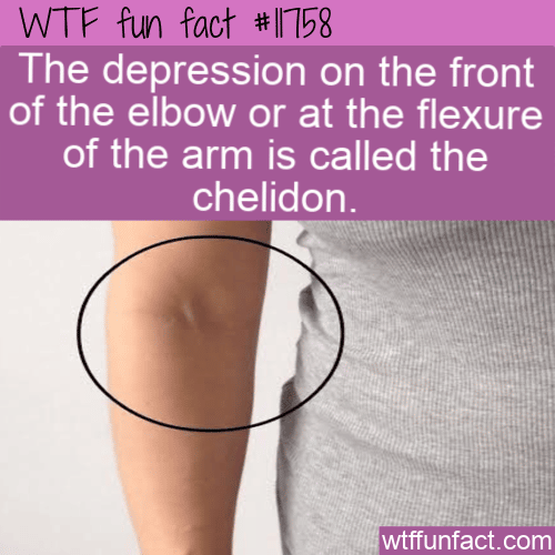 WTF Fun Fact - Chelidon