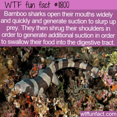 WTF Fun Fact - Shark Suction For Slurping And Swallowing