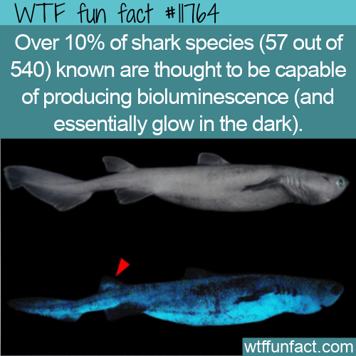 WTF Fun Fact - Sharks Glow In The Dark