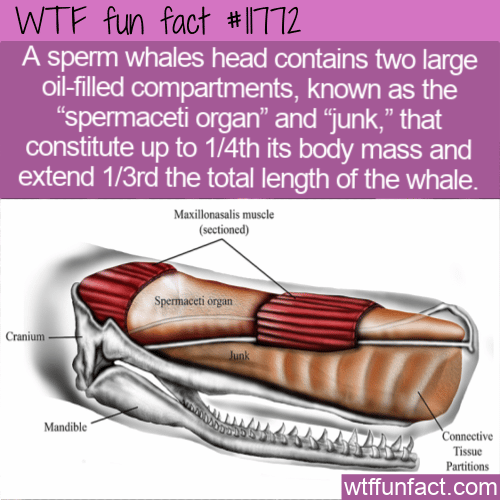 WTF Fun Fact - Spermaceti Organ And The Junk