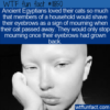 WTF Fun Fact – How Ancient Egyptians Mourned A Cat