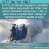 WTF Fun Fact – Sharkano