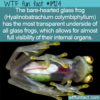 WTF Fun Fact – Bare-Hearted Glass Frog