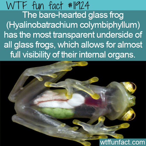 WTF Fun Fact - Bare-Hearted Glass Frog