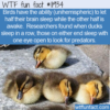 WTF Fun Fact – Birds Unihemispheric Sleep