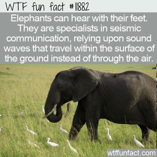 WTF Fun Fact - Elephants Hear With Their Feet