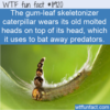 WTF Fun Fact – Gum-Leaf Skeletonizer Caterpillar Hat