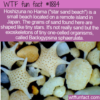 WTF Fun Fact – Hozhizuna no Hama / Star Sand Beach