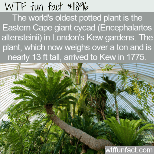 WTF Fun Fact - World's Oldest Potted Plant