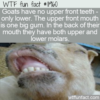 WTF Fun Fact – Goat Teeth
