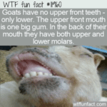 WTF Fun Fact - Goat Teeth