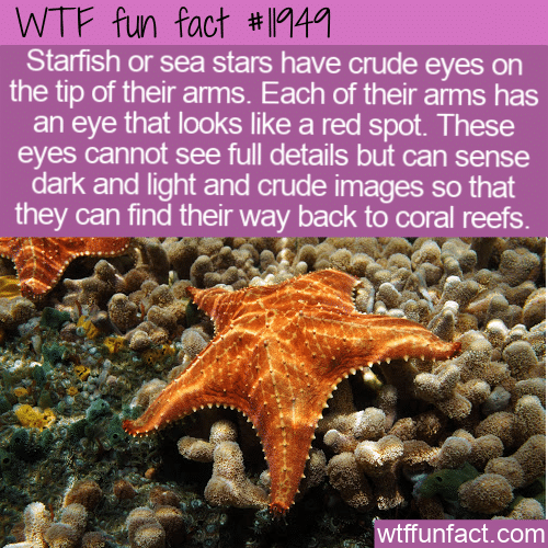 WTF Fun Fact - Starfish Eyes