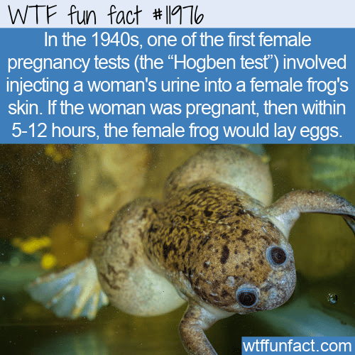 WTF Fun Fact - The Hogben Pregnancy Test