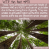 WTF Fun Fact -Theoretical Maximum Tree Height