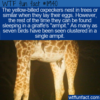WTF Fun Fact – Yellow-Billed Oxpecker’s Odd Sleeping Place