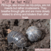WTF Fun Fact – An Unlikely Crustacean