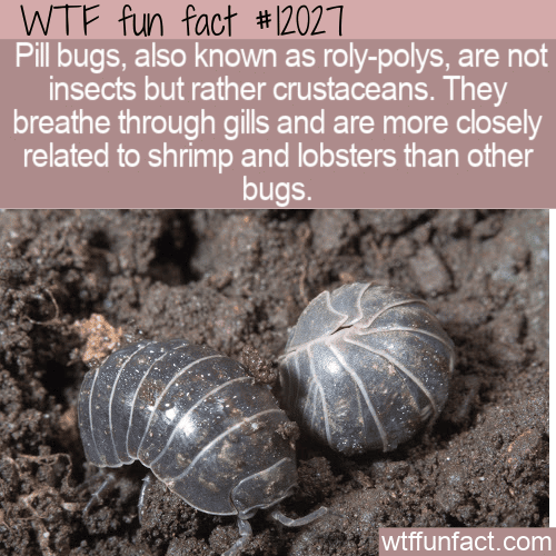 WTF Fun Fact - An Unlikely Crustacean