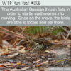 WTF Fun Fact – Bassian Thrush Farts While Foraging
