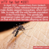 WTF Fun Fact – Bioengineered Mosquitoes