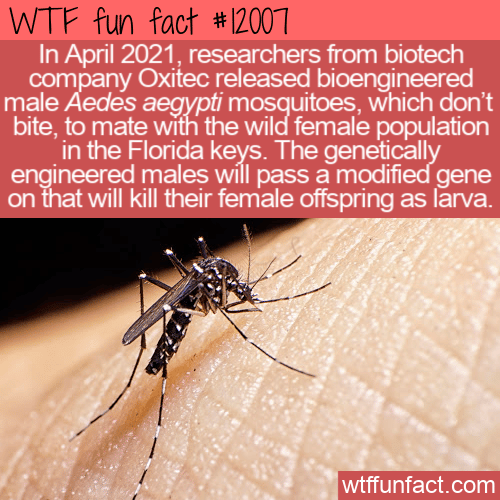 WTF Fun Fact - Bioengineered Mosquitoes