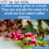 WTF Fun Fact – Coffee Cherries