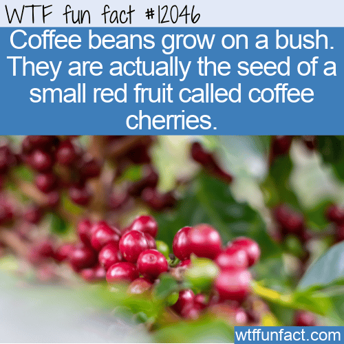 WTF Fun Fact - Coffee Cherries