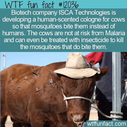 WTF Fun Fact - Cows With Human-Scented Cologne