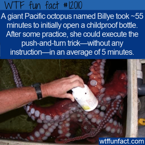 WTF Fun Fact - Dexterous Octopus