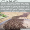 WTF Fun Fact – Field Chasing Ducks