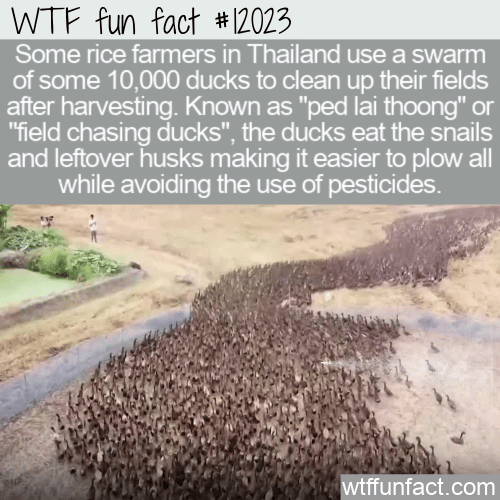 WTF Fun Fact - Field Chasing Ducks