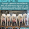 WTF Fun Fact – Goat Milk Spider Silk