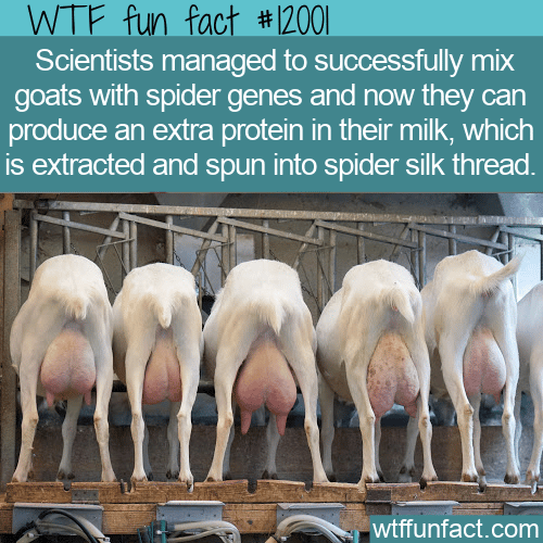 WTF Fun Fact - Goat Milk Spider Silk