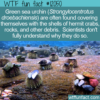 WTF Fun Fact – Green Sea Urchin Helmets