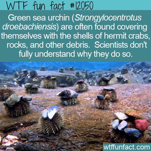 WTF Fun Fact - Green Sea Urchin Helmets