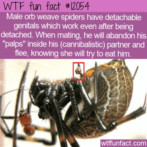 WTF Fun Fact - Male Orb Weave Spiders Detachable Genitals