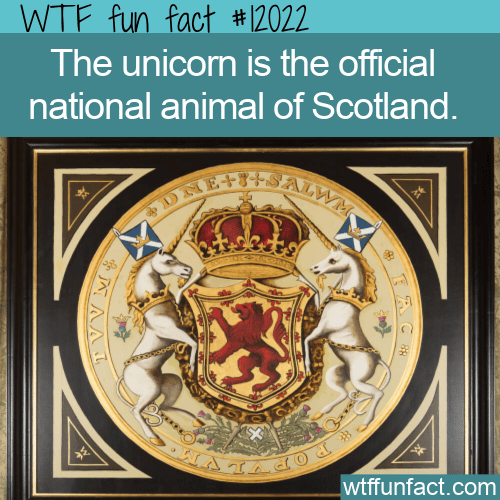 WTF Fun Fact -Scotland's National Animal